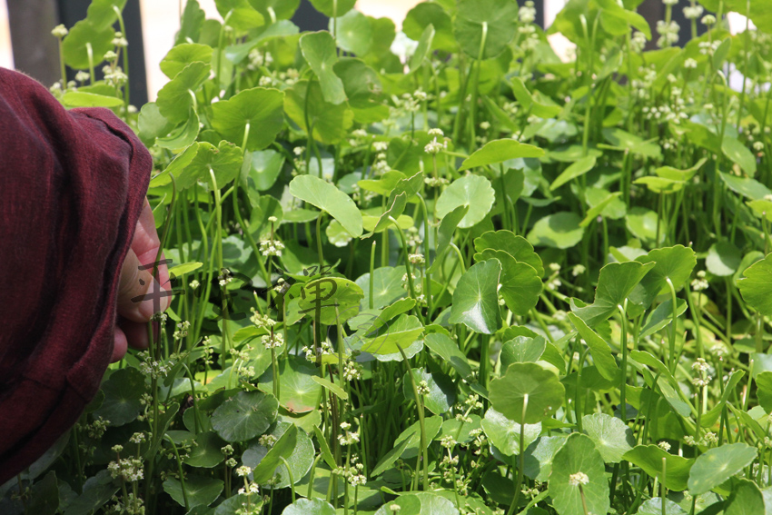 靈鷲山 平安禪 心道法師 環保 素食 護生 飲食 林孝雲 馬來西亞