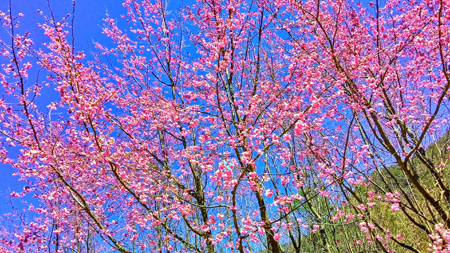 靈鷲山 心道法師 平安禪 禪修 平凡