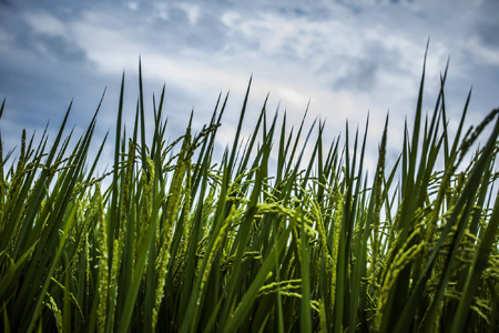 靈鷲山,平安禪,禪修,心道法師,地球,環保,素食