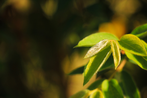 靈鷲山 平安禪 禪修 心道法師 有機 蔬食 地球