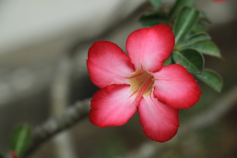 靈鷲山 心道法師 平安禪 禪修 雲水禪 心靈 寧靜 斷食