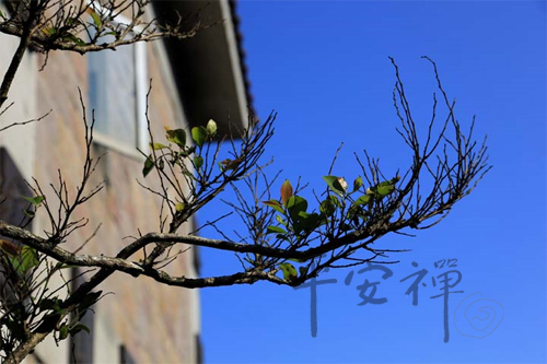 靈鷲山 心道法師 平安禪 風景 禪修