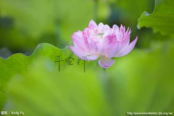 靈鷲山,平安禪,心道法師,禪修,寧靜