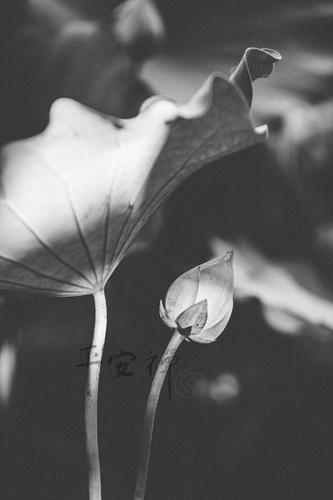 靈鷲山 平安禪 禪修 心道法師 鞋 腳 行者 足跡