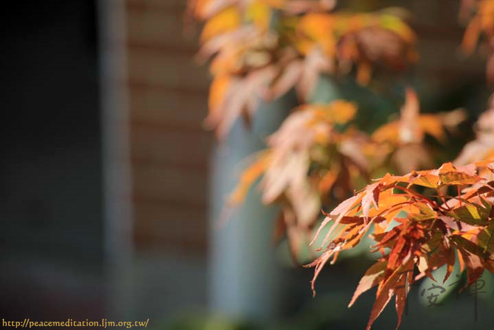 靈鷲山,平安禪,心道法師,禪修,環保,地球,