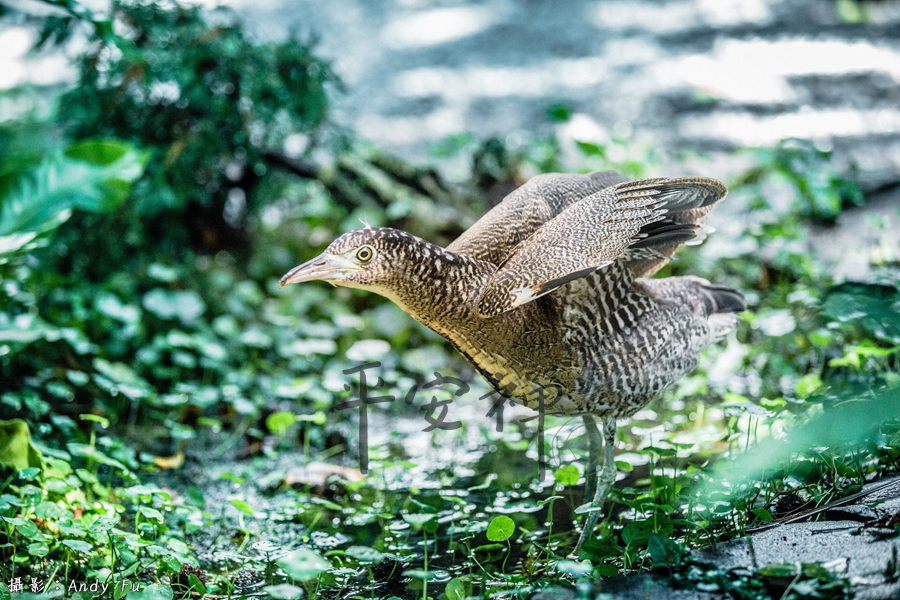 靈鷲山,平安禪,心道法師,地球,減碳,食禪,食農,素食,有機