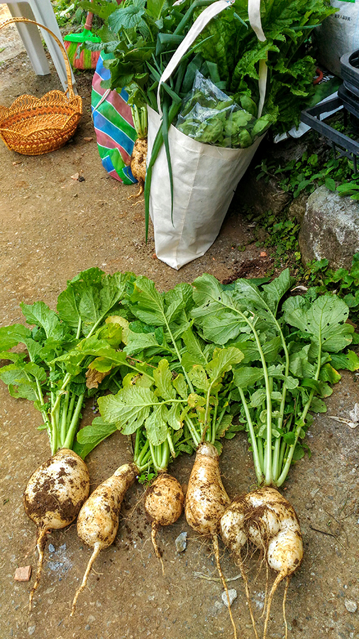 靈鷲山 平安禪 農藥 地球 有機 綠禪食
