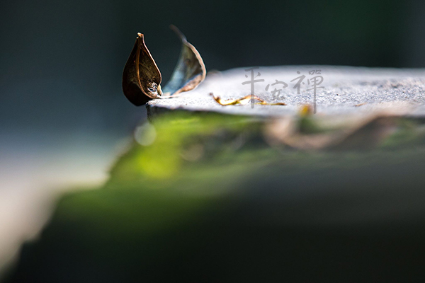 靈鷲山,平安禪,心道法師,禪修,博愛,地球,寧靜,和諧