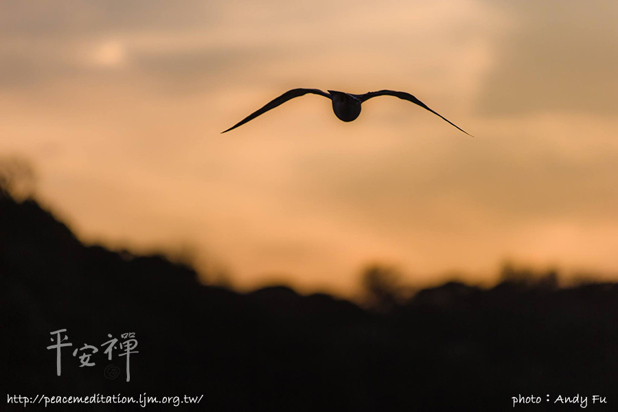 野鴨子飛過去啦,平安禪,心道法師,禪修,百丈禪師,