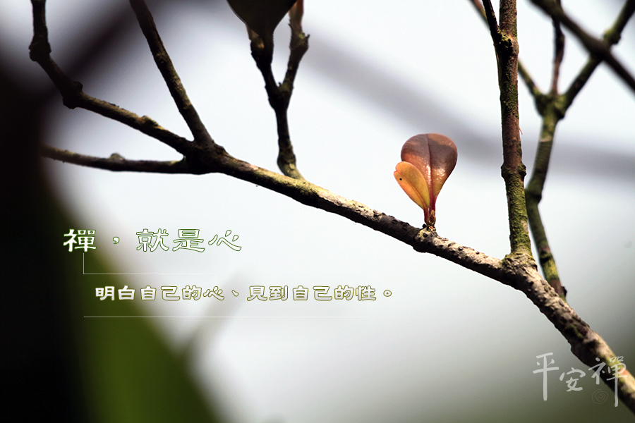 禪,平安禪,禪坐,禪修,心道,坐禪,修禪,明心見性,本性,沒有