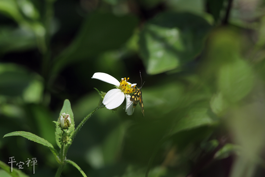 用愛重塑大自然和人類的關係,荒野保護協會,吳惠慧,塑膠柔珠
