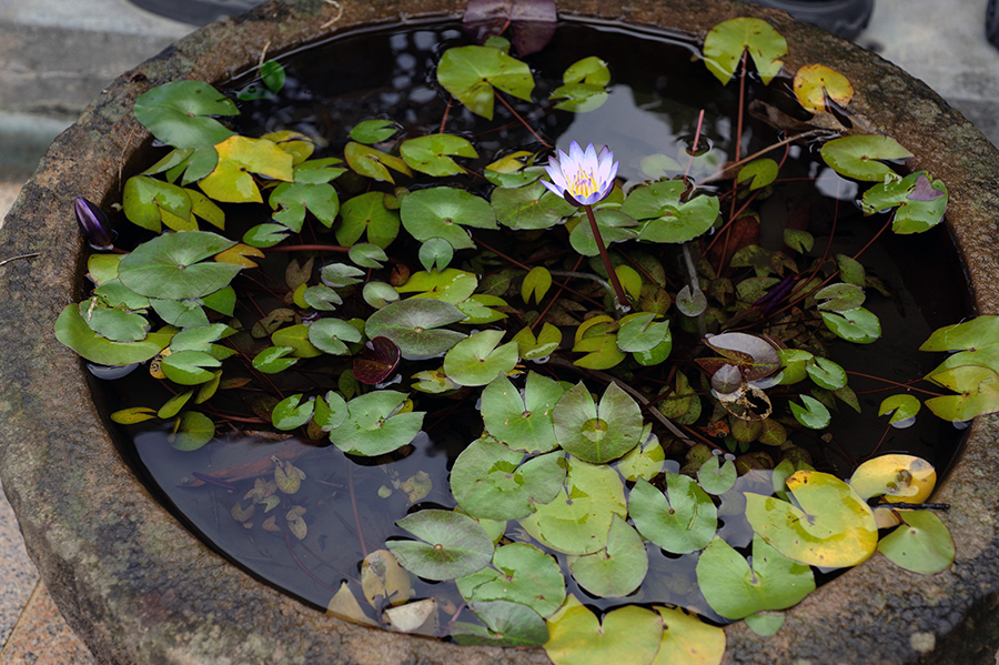 睡蓮的的葉片平貼漂浮水面