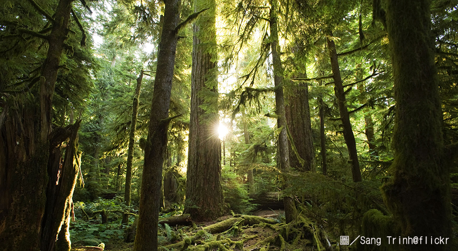 聯合國農糧組織,森林,再生能源,樹木,人類,生態環境,地球