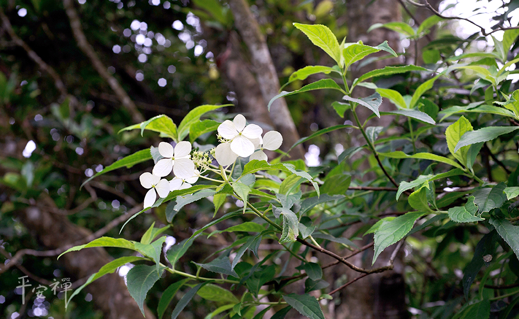 植物,靈鷲山,華八仙,狹瓣八仙