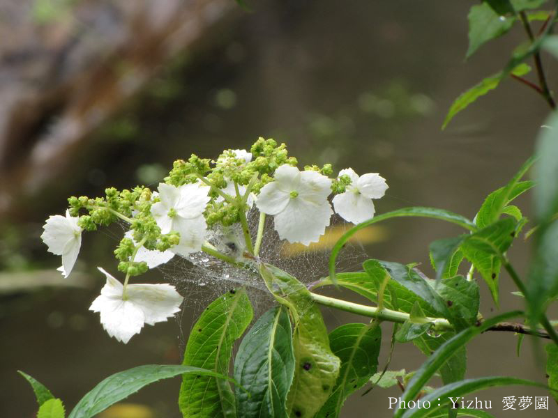 植物,靈鷲山,華八仙,狹瓣八仙