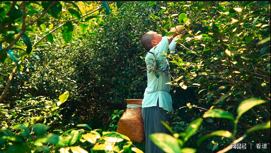 茶,禪修,高定石,野放茶人,自然農法,食養山房林炳輝,打坐,