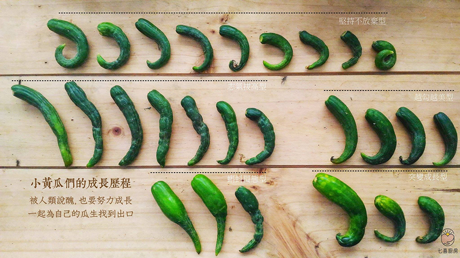 剩食共享,楊七喜,七喜廚房,社會企業,TNR木箱企劃,減塑風潮