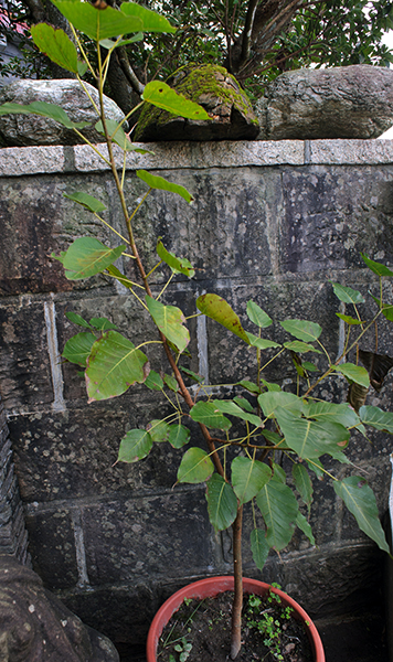 靈鷲山,平安禪,斯里蘭卡,佛陀,菩提樹,阿育王,菩提伽耶,摩訶菩提寺,