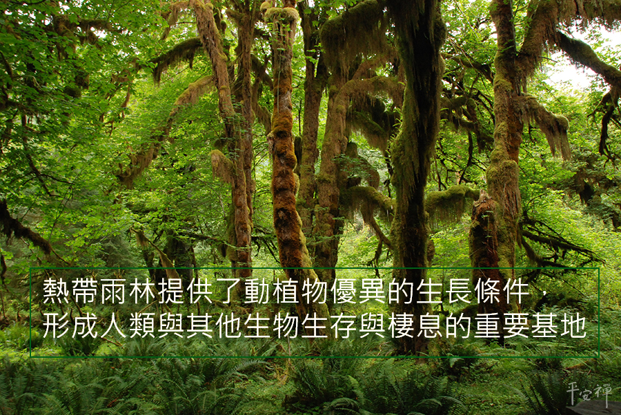 熱帶雨林,糧食,世界上最大的藥房,植物,靈鷲山心道法師,生態環境,愛地球,永續,森林