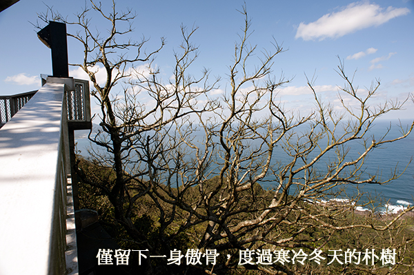 朴樹空枝非枯樹,靈鷲山,心道法師,嘉南平原,榆科的朴樹
