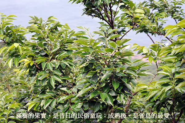 朴樹空枝非枯樹,靈鷲山,心道法師,嘉南平原,榆科的朴樹