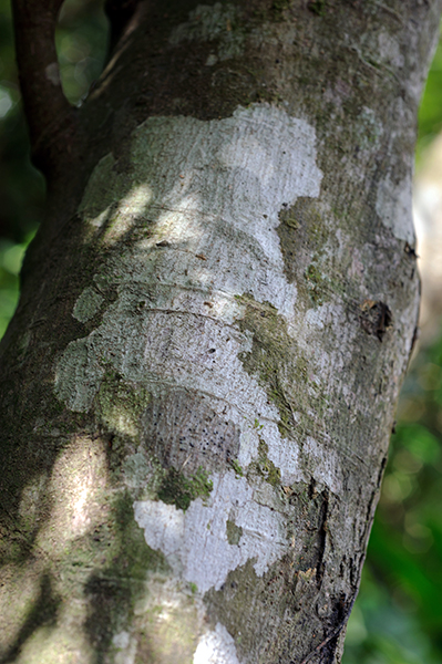 靈鷲山,地衣,羅漢步道,二氧化硫,空氣品質的指標植物,岩生植物