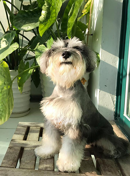 林書民,薄荷,香草,本草新編,能量,紅樓夢,忘憂仙草,阿育吠陀