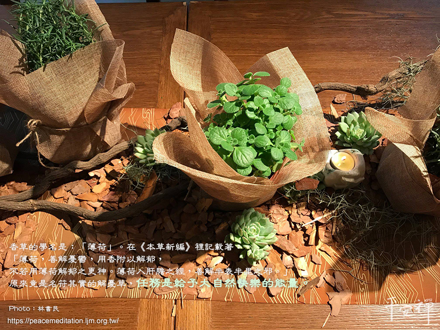 林書民,薄荷,香草,本草新編,能量,紅樓夢,忘憂仙草,阿育吠陀