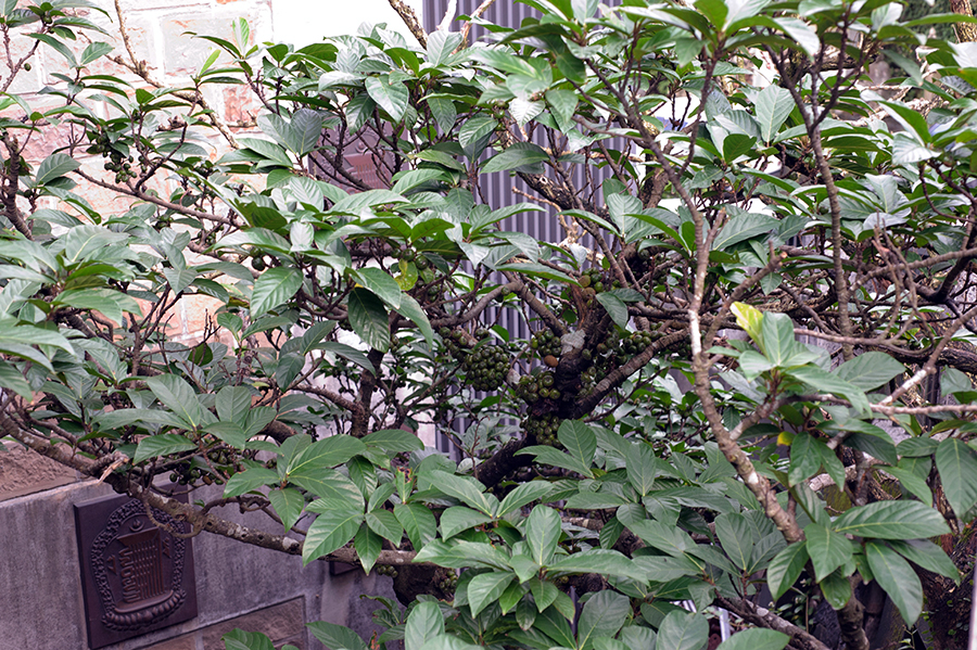 僧院花,白居易,華嚴偈,水同木,幹生果,豬母乳