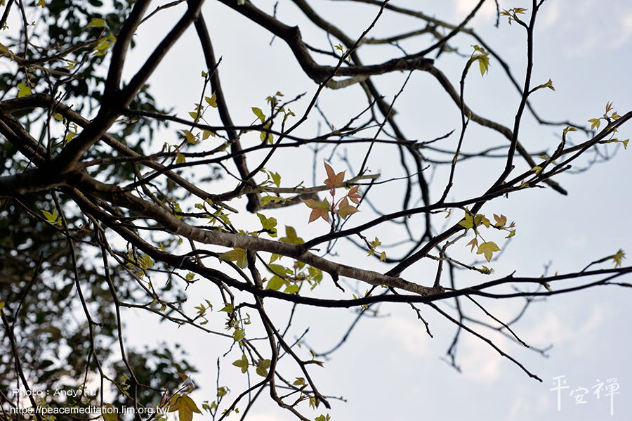 楓葉,植物,山行,,靈鷲山,三角楓