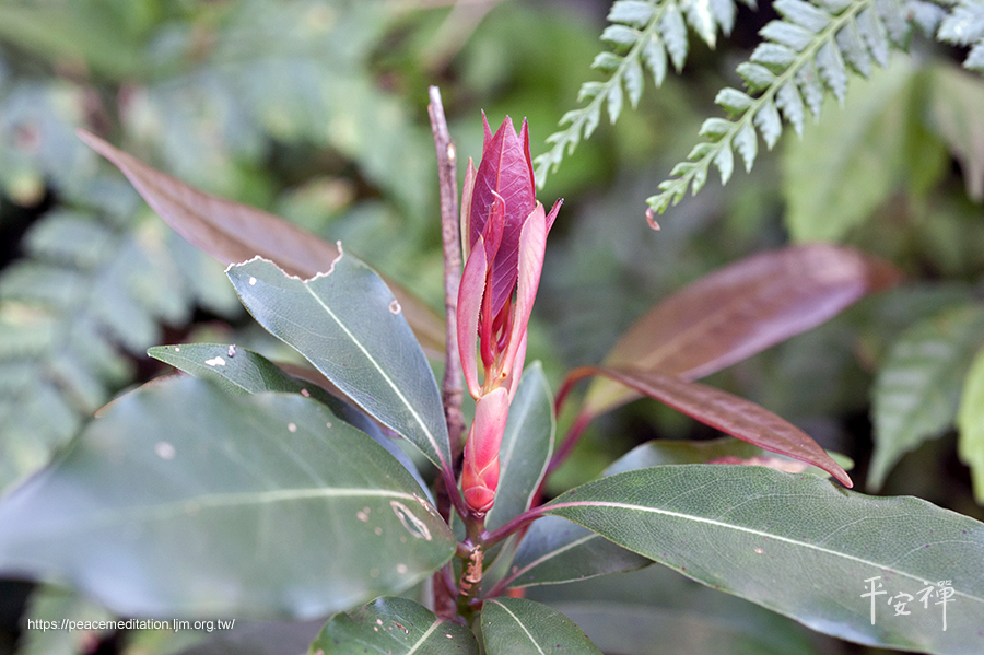 靈鷲山,豬腳,紅楠,淨化空氣.植物,蚊香,線香,東北季風