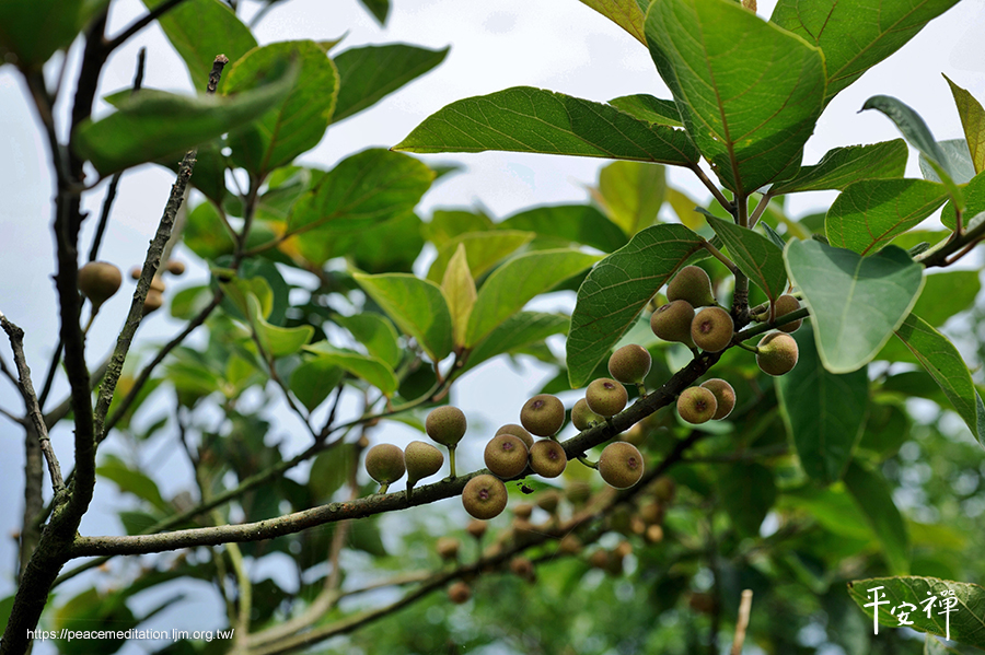 佛陀,靈鷲山,牛乳榕,木瓜牛奶,橡膠原料,天仙果,乳汁