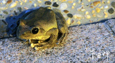 靈鷲山,禪修,小青蛙,坐禪,法工,斷食,閉關,昆蟲,佛,