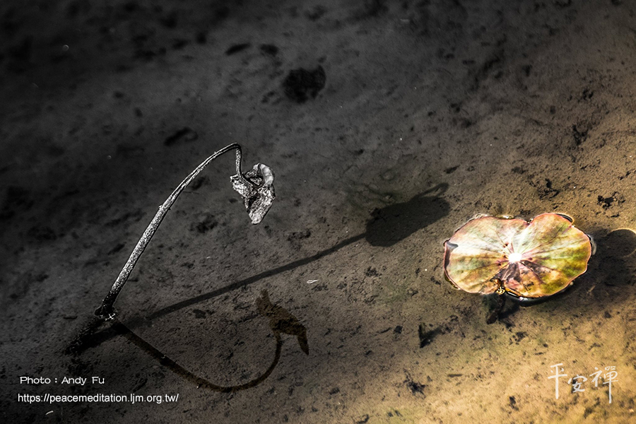 狗子無佛性,本來面目,無明,執著,心道法師,平安禪