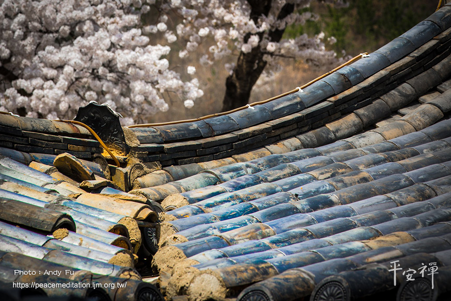 西安臥龍寺,六祖壇經,禪堂,抄經,楞伽經,金剛經,坐禪,打禪,禪宗,達摩祖師