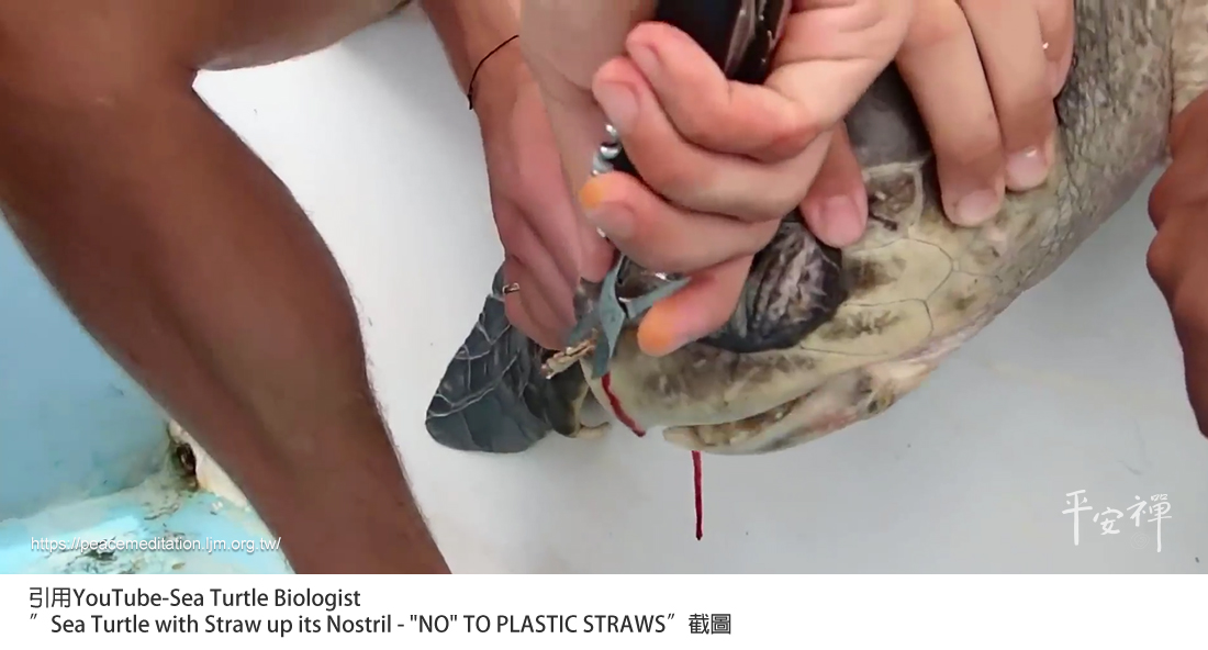 海龜,塑膠,垃圾島,澎湖,海廢,淨灘