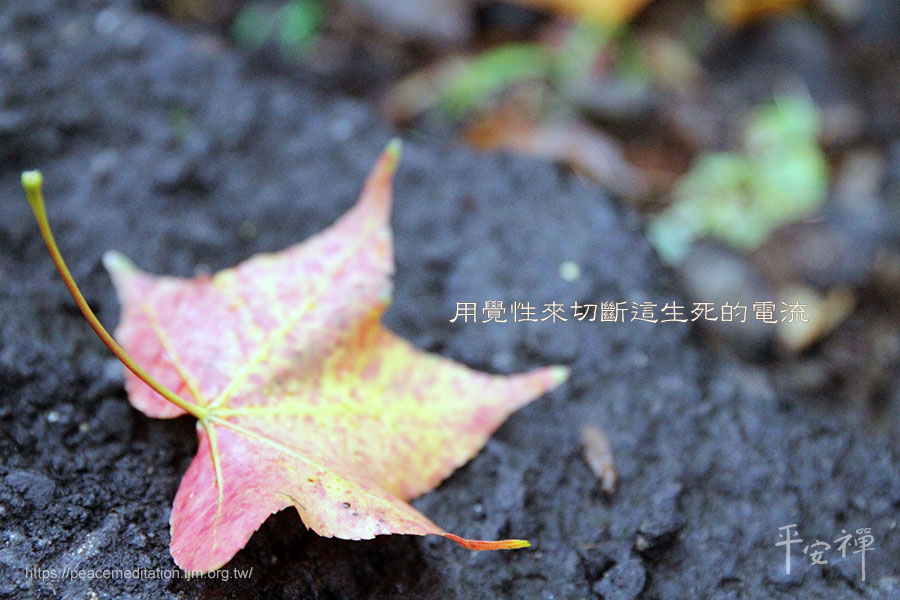 心道法師,互聯網,繼承人,輪迴,空性,靈性,方程式