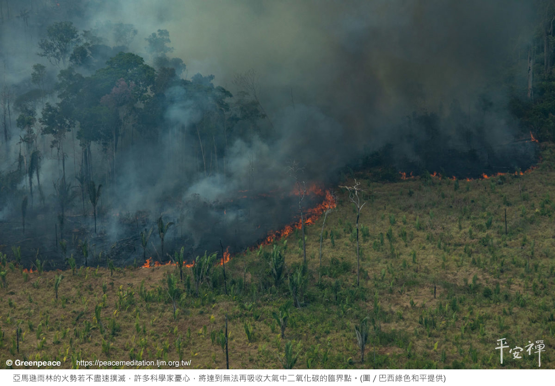 氣候變遷,碳排放,素食,心道法師,亞馬遜雨林,地球之肺,火災,牛肉,蘆筍,世界雨林,石油業