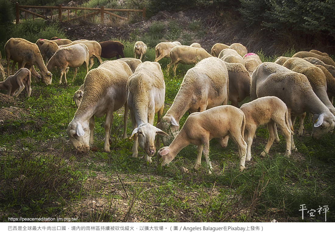 氣候變遷,碳排放,素食,心道法師,亞馬遜雨林,地球之肺,火災,牛肉,蘆筍,世界雨林,石油業