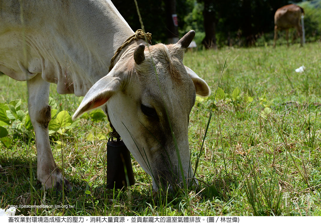 蔬食,素食,碳排放,人造肉,氣候變遷,畜牧業,水資源,心血管疾病,環保,平安禪
