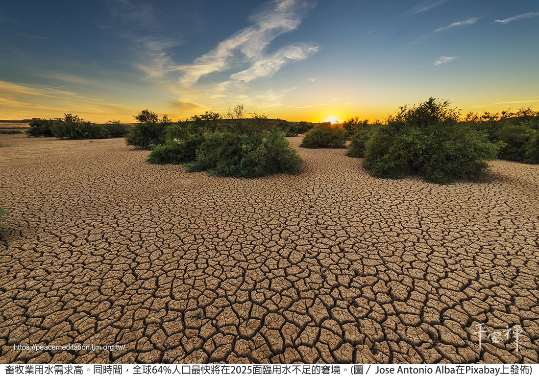 蔬食,素食,碳排放,人造肉,氣候變遷,畜牧業,水資源,心血管疾病,環保,平安禪