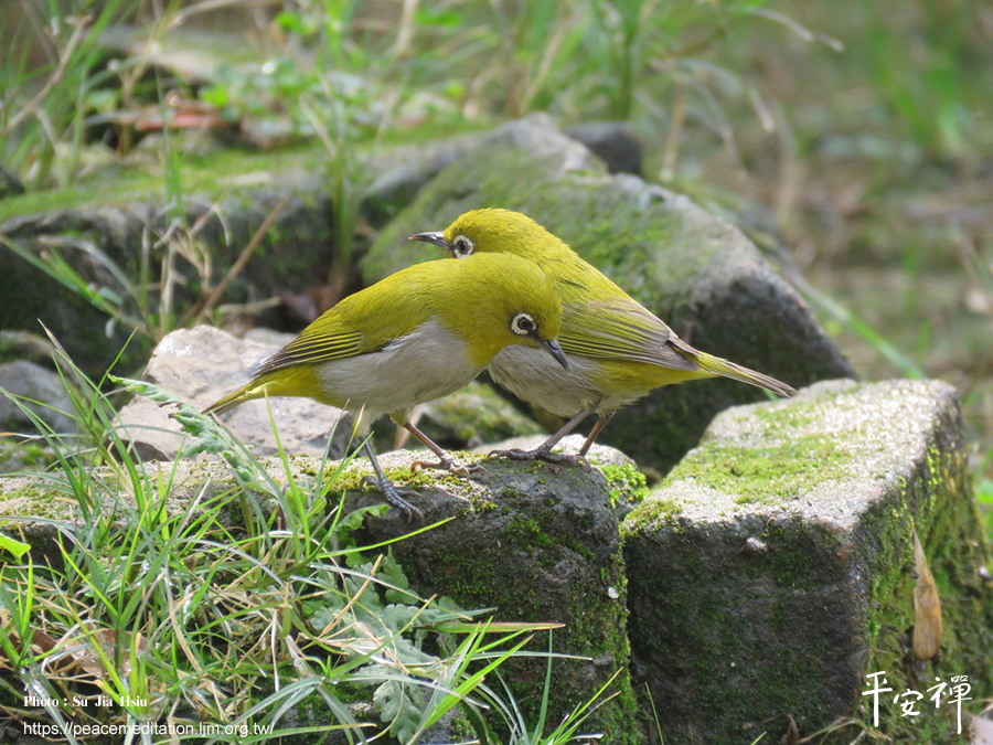 禪修,法工,靈鷲山,禪關,昆蟲,素食,綠色飲食革命,珍古德,地球環保,打坐,菩薩,