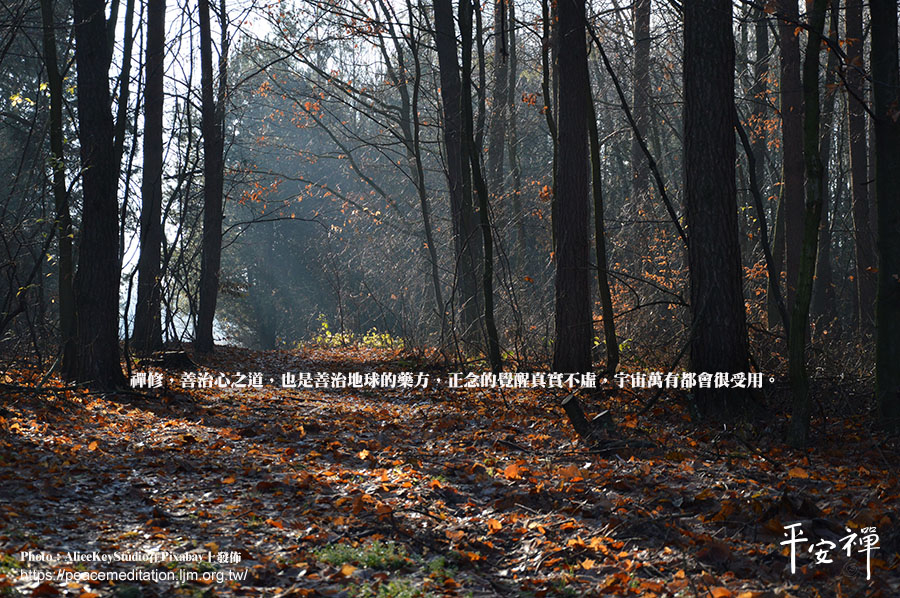 森林大火,人類足跡,地球,覺醒,佛陀,禪修,宇宙,平安禪,慈悲