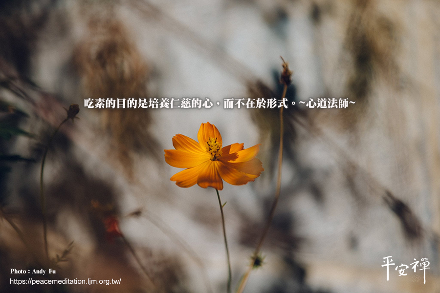 禪師問答,和諧,培養仁慈的心,禪修,平安禪,素食,心道法師