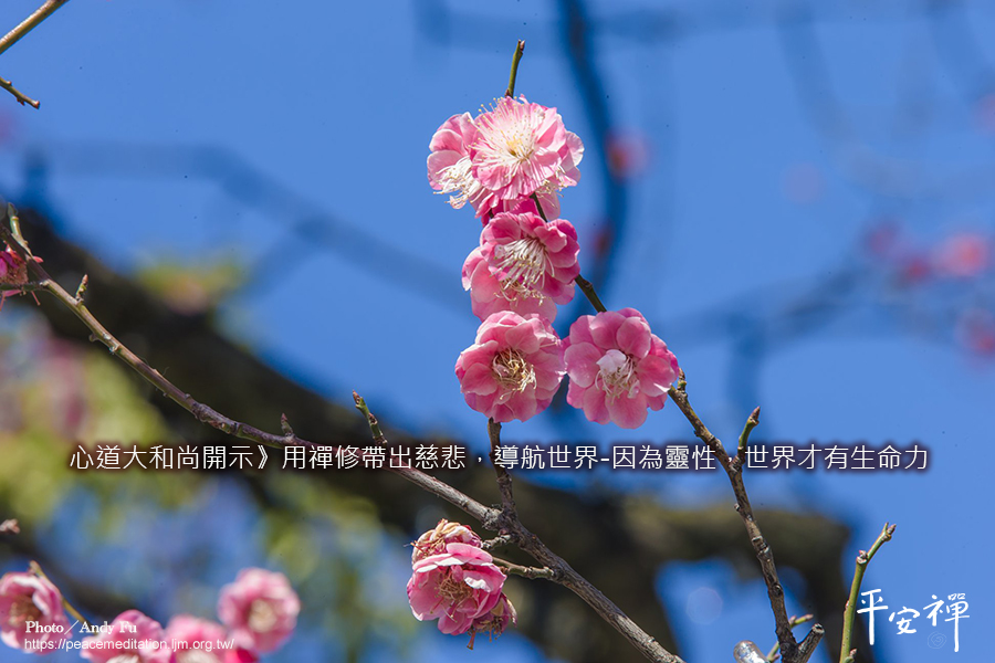靈性,生命力,本來面目,心道法師,生命共同體,平安禪
