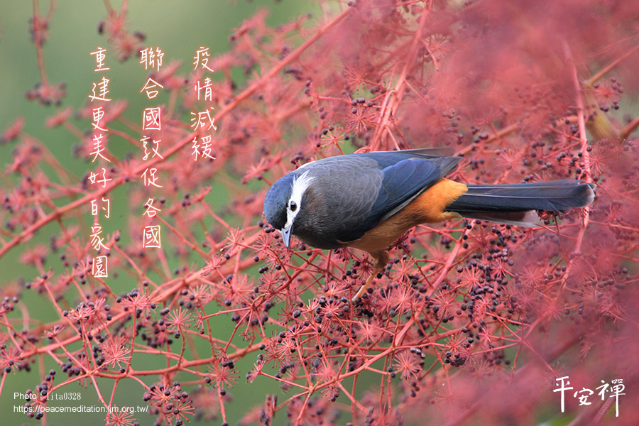 新冠肺炎疫情,聯合國,世界氣象組織,環境保護規劃署,氣候變遷,《全球季節性氣候更新報告》(The Global Seasonal Climate Update),經濟