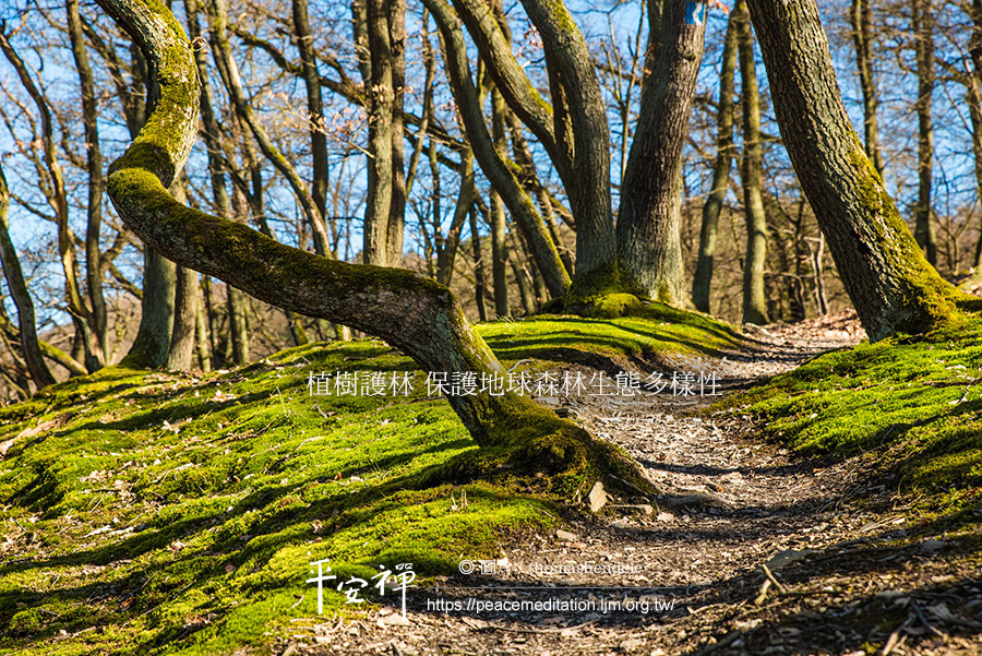 世界森林状况,生物多樣性國際日,新型冠状病毒,生態環境