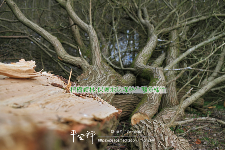 世界森林状况,生物多樣性國際日,新型冠状病毒,生態環境