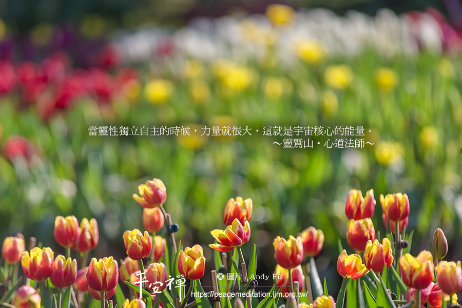 趙州公案,宇宙核心,靈性,生命共同體,本來面目,心道法師