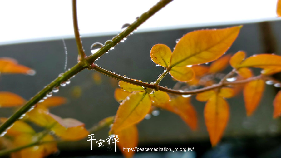 禪修,線上禪堂,心道法師,坐禪,專注